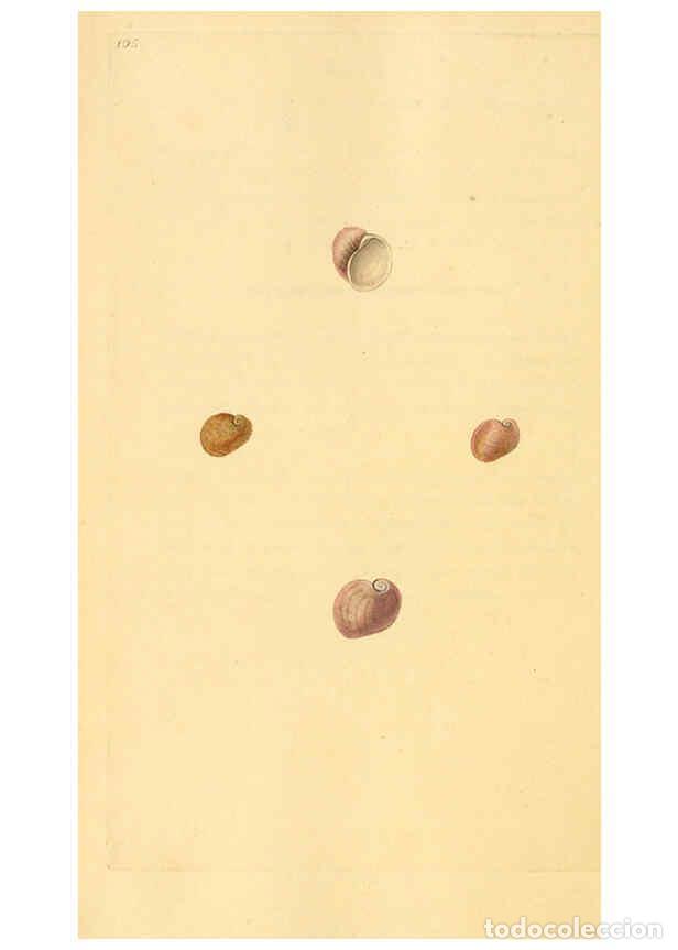 Collection Magazines and Newspapers: Reproducci&oacute;n/Reproduction 6126652771: The natural history of British shells. v.1-3. London :Printed