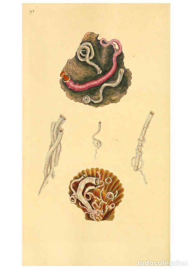 Collection Magazines and Newspapers: Reproducci&oacute;n/Reproduction 6126650375: The natural history of British shells. v.1-3. London :Printed