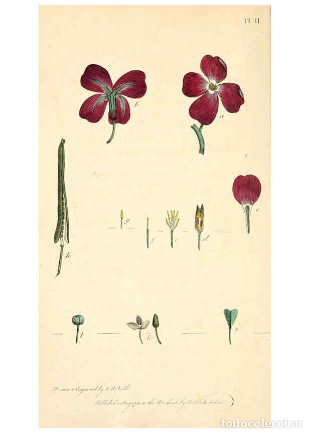 Collection Magazines and Newspapers: Reproducci&oacute;n/Reproduction 6126695941: Thirty-eight plates, with explanations London :J. White,1799 -