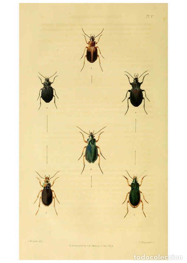 Collection Magazines and Newspapers: Reproducci&oacute;n/Reproduction 6127053073: Illustrations of British entomology. v.5. London:Printed for t