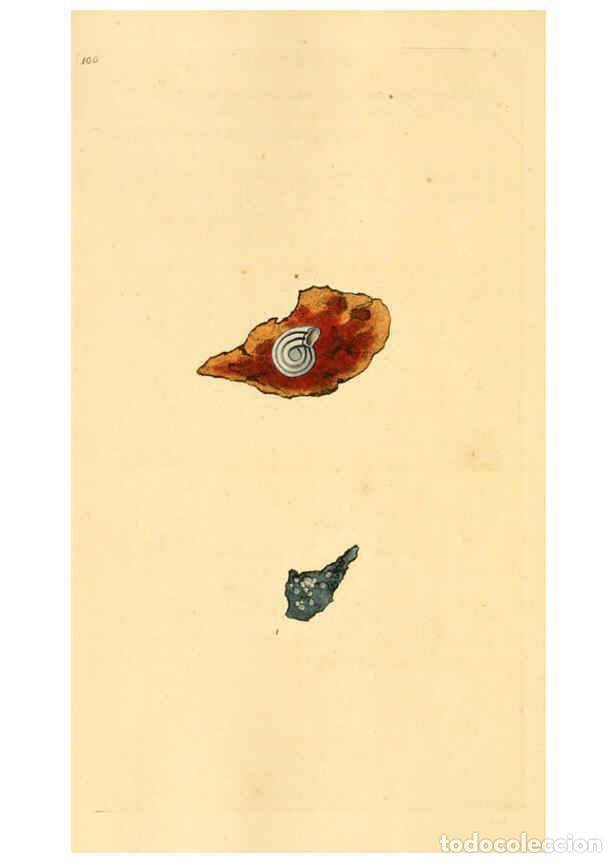 Collection Magazines and Newspapers: Reproducci&oacute;n/Reproduction 6126651577: The natural history of British shells. v.1-3. London :Printed