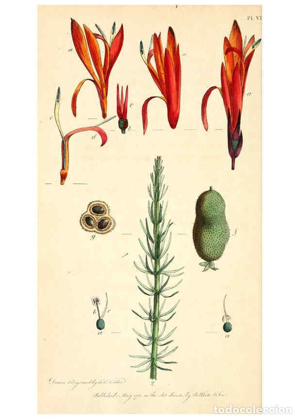 Collection Magazines and Newspapers: Reproducci&oacute;n/Reproduction 6127244214: Thirty-eight plates, with explanations London :J. White,1799 -