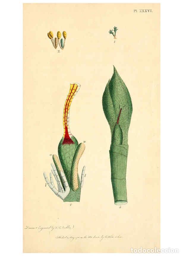 Collection Magazines and Newspapers: Reproducci&oacute;n/Reproduction 6126705257: Thirty-eight plates, with explanations London :J. White,1799 -