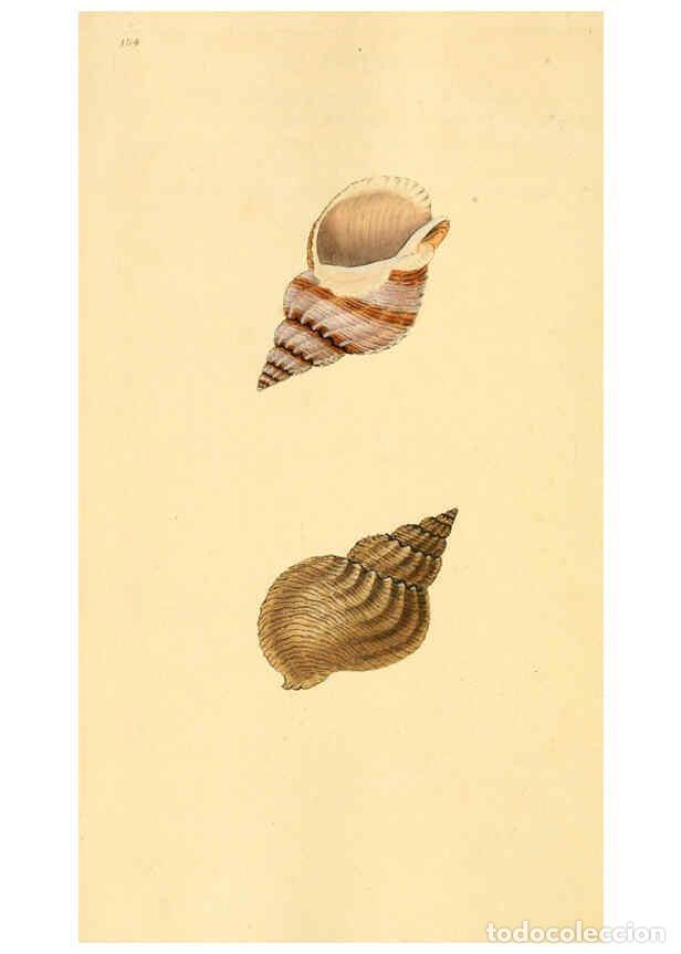 Collection Magazines and Newspapers: Reproducci&oacute;n/Reproduction 6127199094: The natural history of British shells. v.1-3. London :Printed