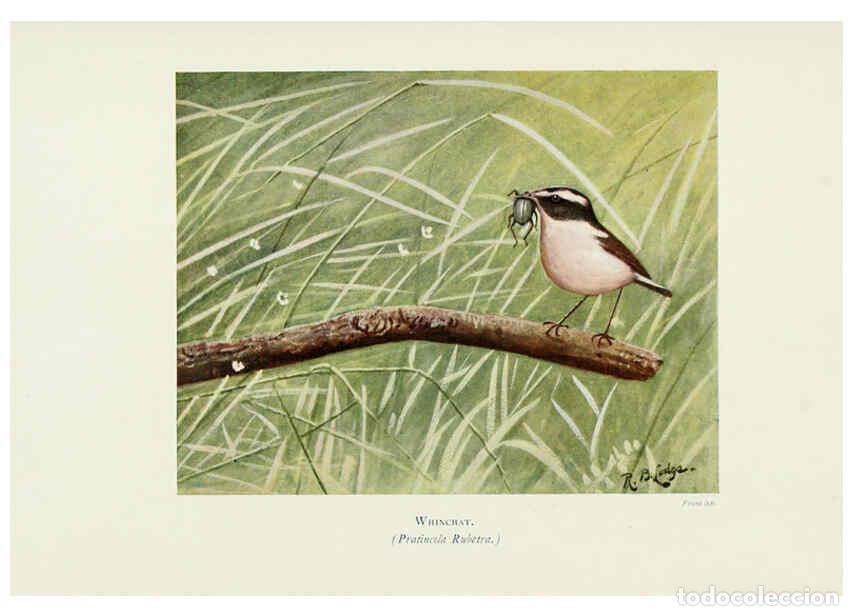 Collection Magazines and Newspapers: Reproducci&oacute;n/Reproduction 6127322312: Pictures of bird life London :S. H. Bousfield,1903 - R. B. Lod