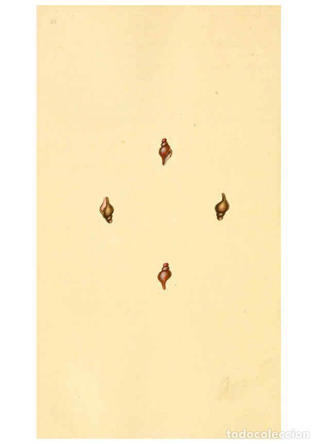 Collection Magazines and Newspapers: Reproducci&oacute;n/Reproduction 6127194814: The natural history of British shells. v.1-3. London :Printed