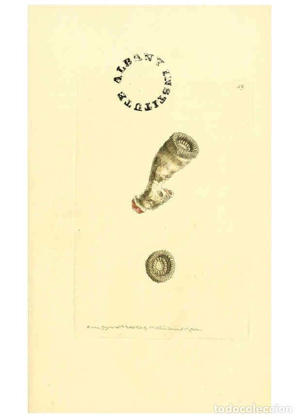 Collection Magazines and Newspapers: Reproducci&oacute;n/Reproduction 6127032497: The zoological miscellany. v.1. London :Printed by B. McMillan