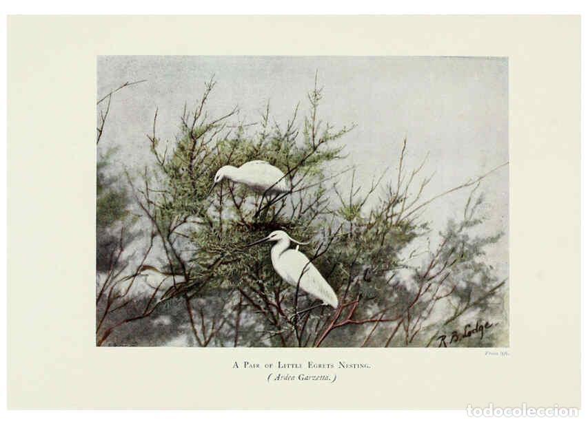 Collection Magazines and Newspapers: Reproducci&oacute;n/Reproduction 6127324078: Pictures of bird life London :S. H. Bousfield,1903 - R. B. Lod