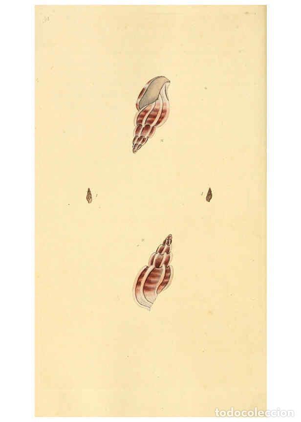 Collection Magazines and Newspapers: Reproducci&oacute;n/Reproduction 6126649343: The natural history of British shells. v.1-3. London :Printed