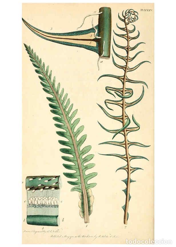 Collection Magazines and Newspapers: Reproducci&oacute;n/Reproduction 6127251458: Thirty-eight plates, with explanations London :J. White,1799 -