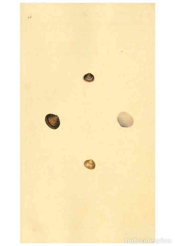 Collection Magazines and Newspapers: Reproducci&oacute;n/Reproduction 6127197238: The natural history of British shells. v.1-3. London :Printed