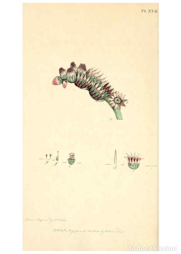 Collection Magazines and Newspapers: Reproducci&oacute;n/Reproduction 6126700257: Thirty-eight plates, with explanations London :J. White,1799 -