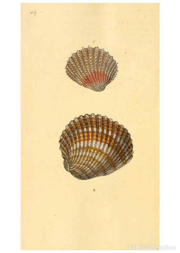 Collection Magazines and Newspapers: Reproducci&oacute;n/Reproduction 6126653347: The natural history of British shells. v.1-3. London :Printed