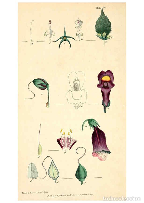 Collection Magazines and Newspapers: Reproducci&oacute;n/Reproduction 6127243344: Thirty-eight plates, with explanations London :J. White,1799 -