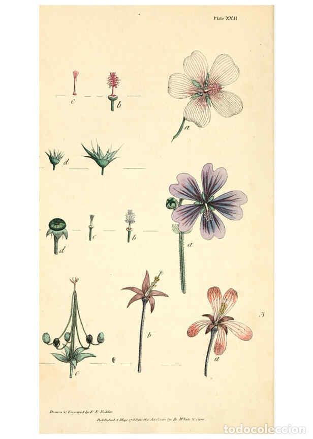 Collection Magazines and Newspapers: Reproducci&oacute;n/Reproduction 6126701501: Thirty-eight plates, with explanations London :J. White,1799 -