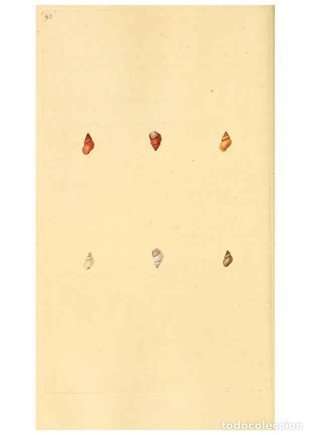 Colecionismo de Revistas e Jornais: Reproducci&oacute;n/Reproduction 6127196494: The natural history of British shells. v.1-3. London :Printed