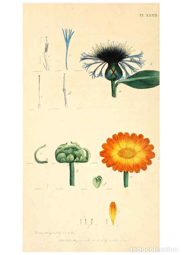 Colecionismo de Revistas e Jornais: Reproducci&oacute;n/Reproduction 6126702903: Thirty-eight plates, with explanations London :J. White,1799 -