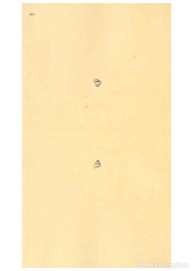 Colecionismo de Revistas e Jornais: Reproducci&oacute;n/Reproduction 6127198710: The natural history of British shells. v.1-3. London :Printed