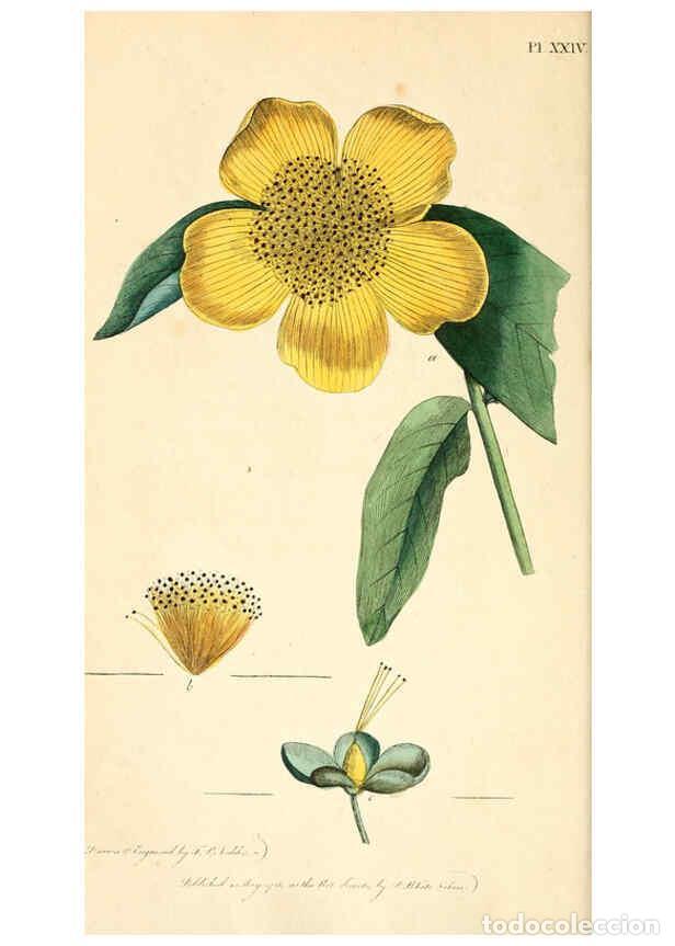 Colecionismo de Revistas e Jornais: Reproducci&oacute;n/Reproduction 6126702141: Thirty-eight plates, with explanations London :J. White,1799 -