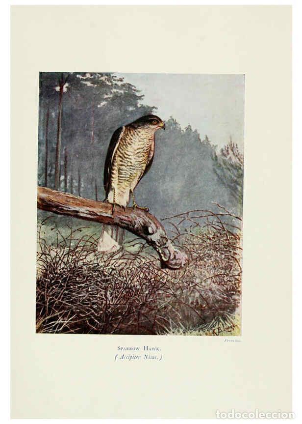 Colecionismo de Revistas e Jornais: Reproducci&oacute;n/Reproduction 6127322616: Pictures of bird life London :S. H. Bousfield,1903 - R. B. Lod