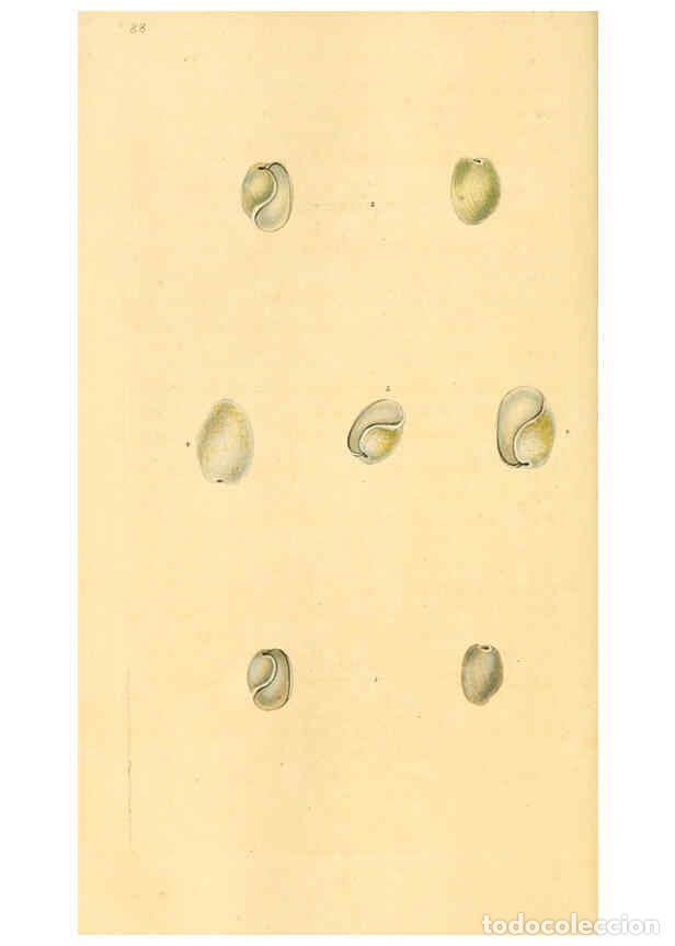 Colecionismo de Revistas e Jornais: Reproducci&oacute;n/Reproduction 6127195328: The natural history of British shells. v.1-3. London :Printed