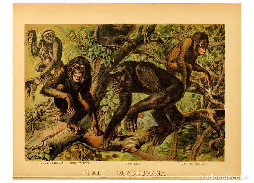 Colecionismo de Revistas e Jornais: Reproducci&oacute;n/Reproduction 6130241952: The animal kingdom; based upon the writings of the eminent nat