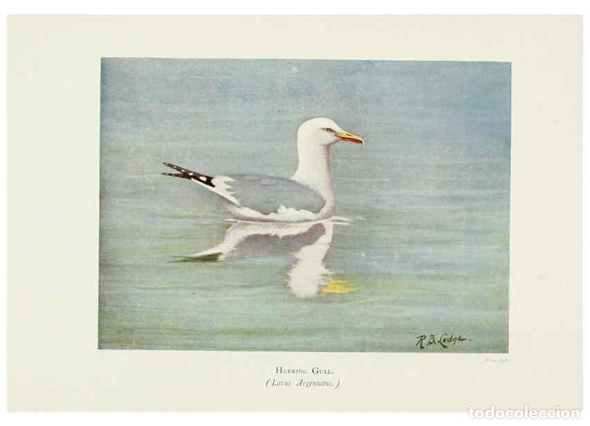 Colecionismo de Revistas e Jornais: Reproducci&oacute;n/Reproduction 6127324366: Pictures of bird life London :S. H. Bousfield,1903 - R. B. Lod