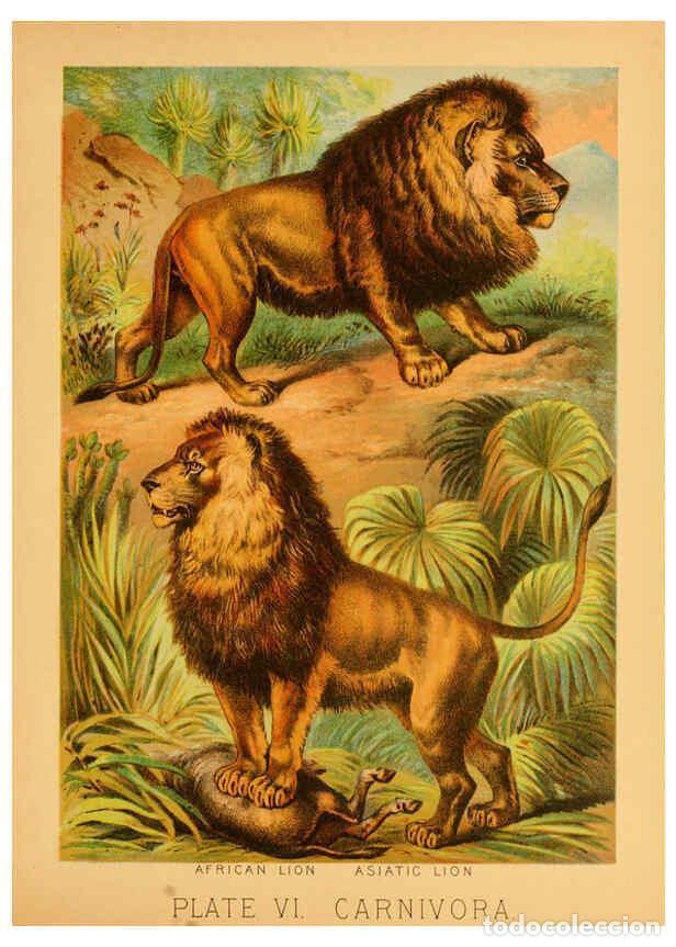 Colecionismo de Revistas e Jornais: Reproducci&oacute;n/Reproduction 6129693253: The animal kingdom; based upon the writings of the eminent nat