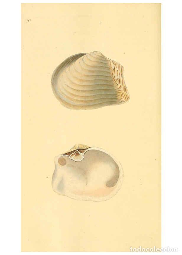 Colecionismo de Revistas e Jornais: Reproducci&oacute;n/Reproduction 6127196234: The natural history of British shells. v.1-3. London :Printed