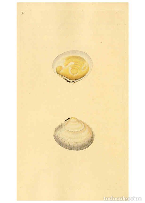 Colecionismo de Revistas e Jornais: Reproducci&oacute;n/Reproduction 6126651077: The natural history of British shells. v.1-3. London :Printed