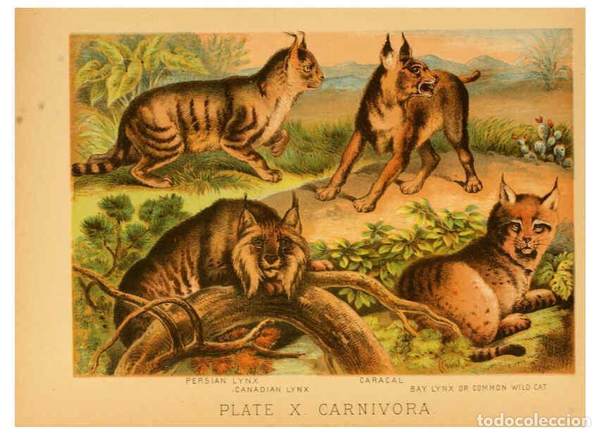 Colecionismo de Revistas e Jornais: Reproducci&oacute;n/Reproduction 6129694301: The animal kingdom; based upon the writings of the eminent nat