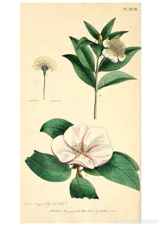 Colecionismo de Revistas e Jornais: Reproducci&oacute;n/Reproduction 6127247014: Thirty-eight plates, with explanations London :J. White,1799 -