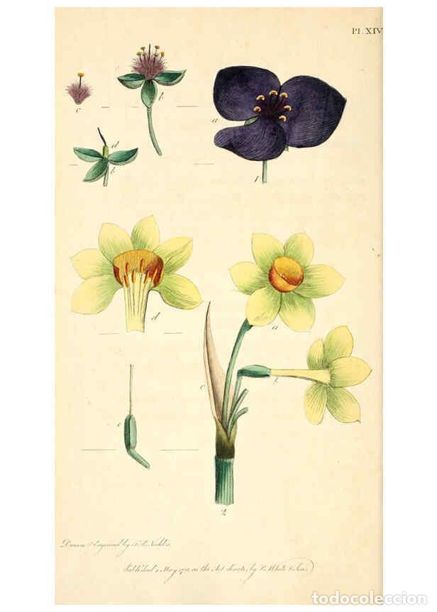 Colecionismo de Revistas e Jornais: Reproducci&oacute;n/Reproduction 6126699385: Thirty-eight plates, with explanations London :J. White,1799 -