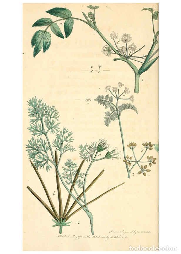 Colecionismo de Revistas e Jornais: Reproducci&oacute;n/Reproduction 6126699191: Thirty-eight plates, with explanations London :J. White,1799 -