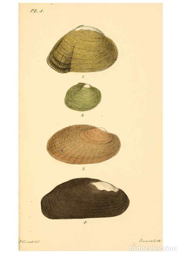 Colecionismo de Revistas e Jornais: Reproducci&oacute;n/Reproduction 6129659235: New fresh water shells of the United States Philadelphia :Juda