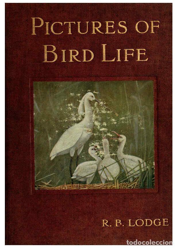 Colecionismo de Revistas e Jornais: Reproducci&oacute;n/Reproduction 6126774691: Pictures of bird life London :S. H. Bousfield,1903 - R. B. Lod