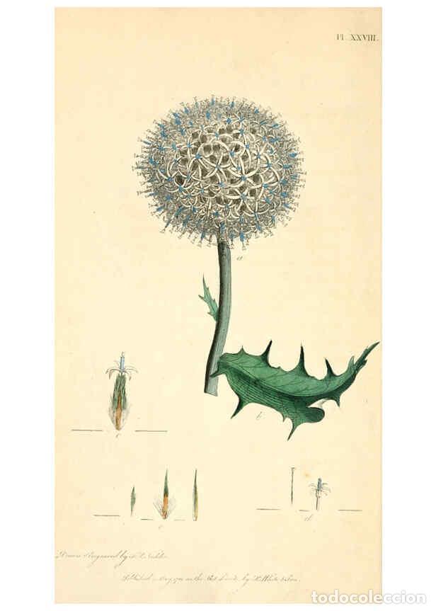 Colecionismo de Revistas e Jornais: Reproducci&oacute;n/Reproduction 6126703199: Thirty-eight plates, with explanations London :J. White,1799 -