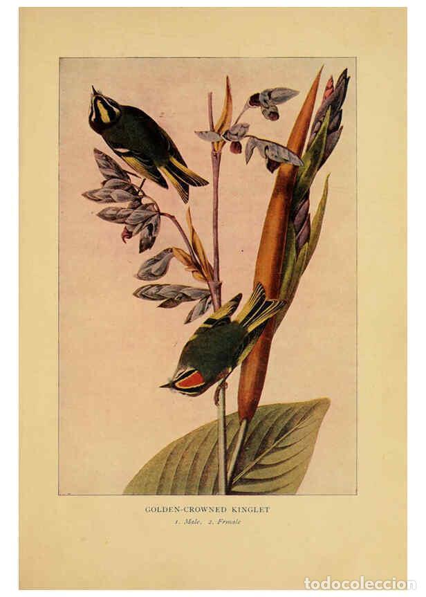 Colecionismo de Revistas e Jornais: Reproducci&oacute;n/Reproduction 6130153908: Everyday birds Boston,Houghton, Mifflin and Company,1901 - Bra