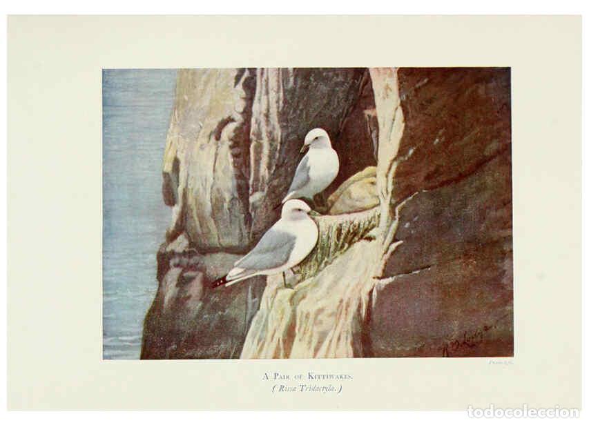 Colecionismo de Revistas e Jornais: Reproducci&oacute;n/Reproduction 6127323202: Pictures of bird life London :S. H. Bousfield,1903 - R. B. Lod