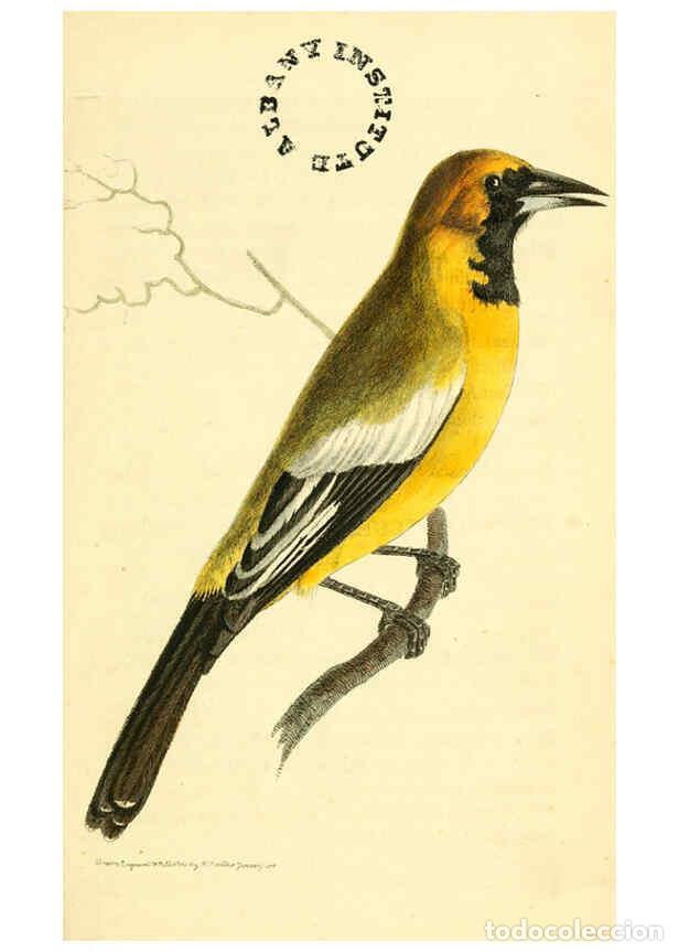 Colecionismo de Revistas e Jornais: Reproducci&oacute;n/Reproduction 6127015585: The zoological miscellany. v.1. London :Printed by B. McMillan