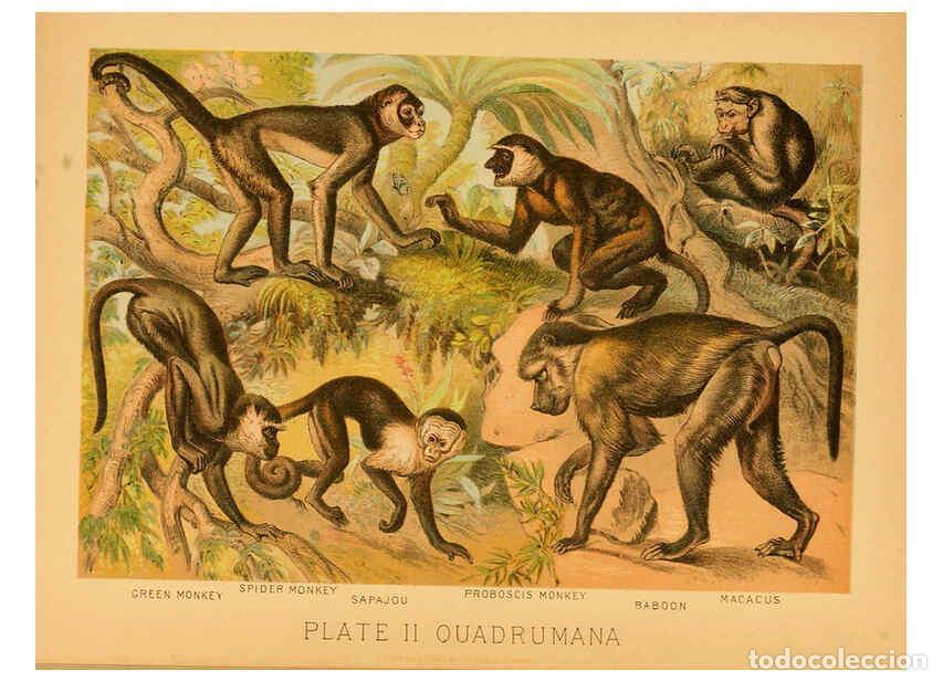 Colecionismo de Revistas e Jornais: Reproducci&oacute;n/Reproduction 6130242152: The animal kingdom; based upon the writings of the eminent nat