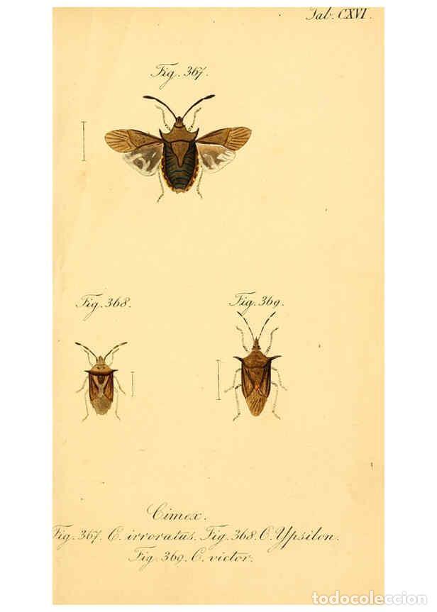 Collezionismo di Riviste e Giornali: Reproducci&oacute;n/Reproduction 6096569256: Die wanzenartigen Insecten. plates 1-4. N&uuml;rnberg :In der C.H.