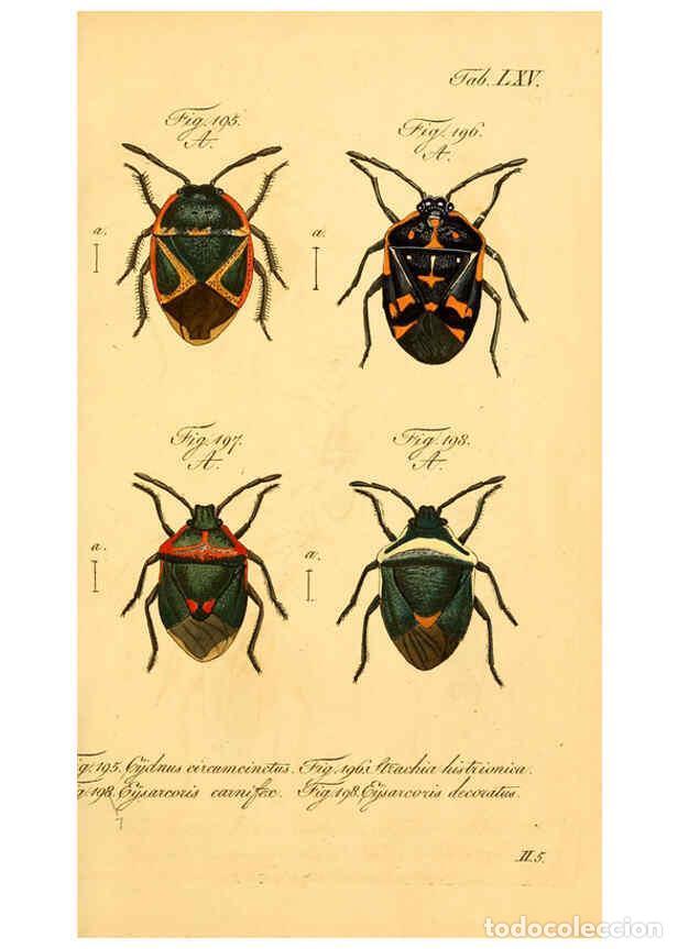 Collezionismo di Riviste e Giornali: Reproducci&oacute;n/Reproduction 6096011779: Die wanzenartigen Insecten. plates 1-4. N&uuml;rnberg :In der C.H.