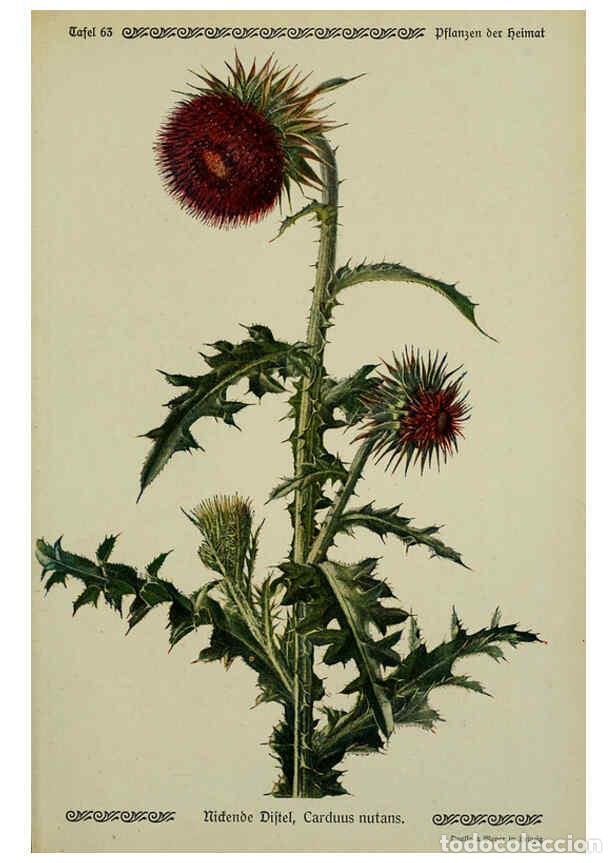 Collezionismo di Riviste e Giornali: Reproducci&oacute;n/Reproduction 6099383351: Pflanzen der Heimat Leipzig,Quelle und Meyer,1913 - Otto Schme