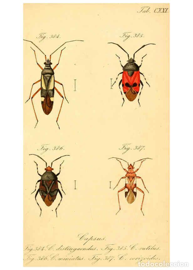 Collezionismo di Riviste e Giornali: Reproducci&oacute;n/Reproduction 6096570246: Die wanzenartigen Insecten. plates 1-4. N&uuml;rnberg :In der C.H.