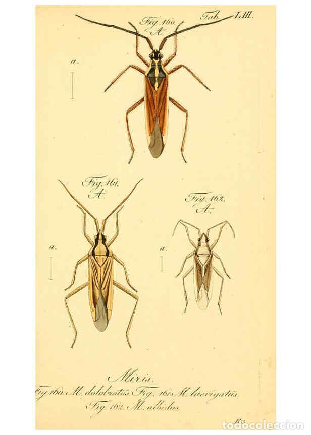 Collezionismo di Riviste e Giornali: Reproducci&oacute;n/Reproduction 6096553276: Die wanzenartigen Insecten. plates 1-4. N&uuml;rnberg :In der C.H.