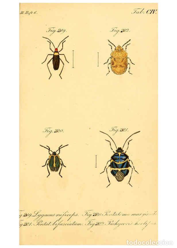 Collezionismo di Riviste e Giornali: Reproducci&oacute;n/Reproduction 6096021935: Die wanzenartigen Insecten. plates 1-4. N&uuml;rnberg :In der C.H.