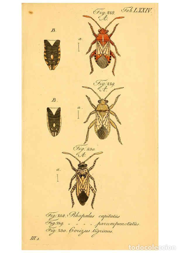 Collezionismo di Riviste e Giornali: Reproducci&oacute;n/Reproduction 6096558784: Die wanzenartigen Insecten. plates 1-4. N&uuml;rnberg :In der C.H.