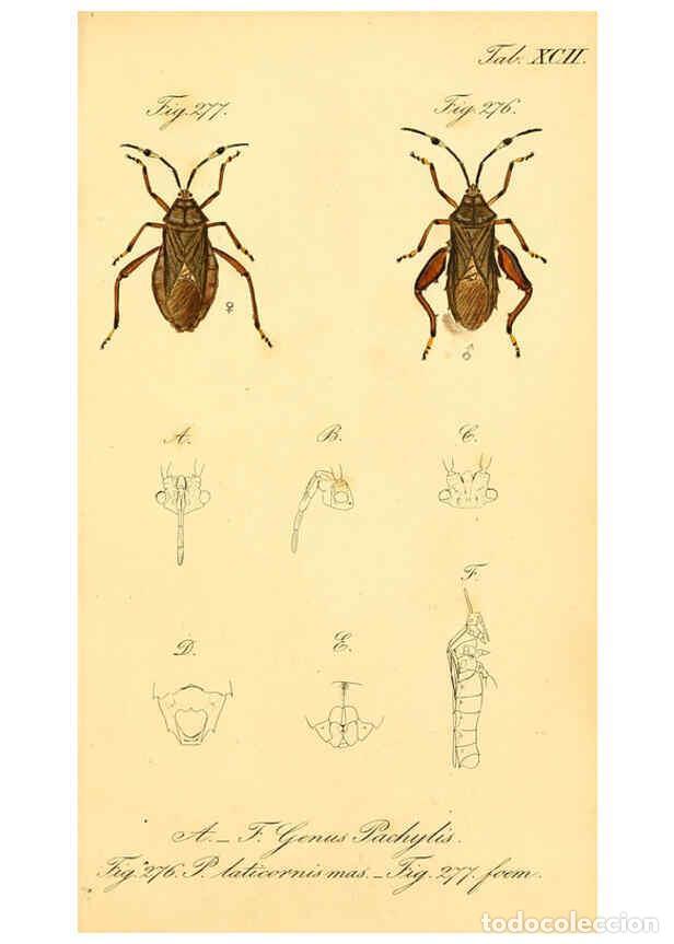 Collezionismo di Riviste e Giornali: Reproducci&oacute;n/Reproduction 6096563756: Die wanzenartigen Insecten. plates 1-4. N&uuml;rnberg :In der C.H.