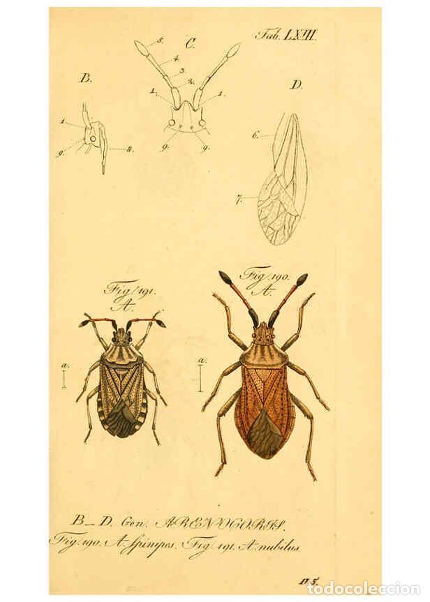 Collezionismo di Riviste e Giornali: Reproducci&oacute;n/Reproduction 6096555796: Die wanzenartigen Insecten. plates 1-4. N&uuml;rnberg :In der C.H.